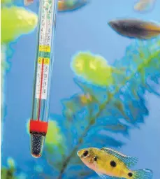  ?? FOTO: DPA ?? Ein gutes Thermomete­r ist im Aquarium unverzicht­bar.