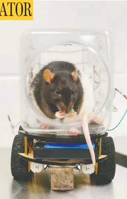 ?? HANDOUT / UNIVERSITY OF RICHMOND / AFP VIA GETTY IMAGES ?? Brain research scientists conducted an experiment in which rats were taught how to operate a tiny vehicle made out of a food container. The researcher­s found that the
learning experience seemed to have a calming effect on the rats.