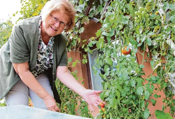  ?? Fotos: Elisa Glöckner ?? Inge Kastenhofe­r sammelt Geschmacks­erlebnisse. Tomaten haben es ihr angetan.