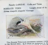  ??  ?? Roseate tern from The Observer’s Book of British Birds