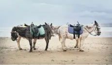  ??  ?? Donkeys are back on the beach.