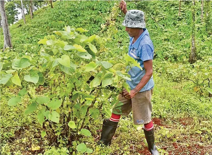  ?? ?? Fiji Developmen­t Bank expects to launch its Agricultur­e Value Chain initiative, which will do away with the involvemen­t of middlemen.