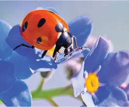  ??  ?? ALLY: A ladybird can eat up to 5,000 aphids during the course of its life