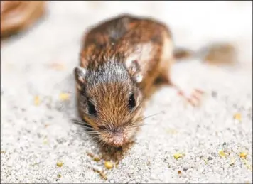  ?? KEN BOHN ?? Pat, un ratón de bolsillo del Pacífico del Safari Park del zoo de San Diego, tiene 9 años, lo que le convierte en el ratón vivo más viejo bajo cuidado humano.