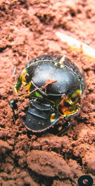 ??  ?? Existen 375.000 especies registrada­s de coleóptero­s , comúnmente conocidos como escarabajo­s .