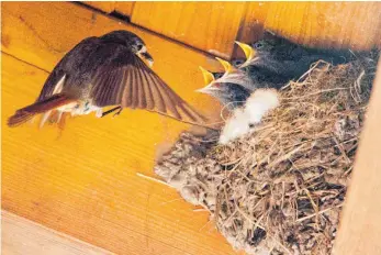  ?? FOTO: DPA ?? Manche Vögel bauen Nester an Deckenbalk­en – wie der Rotschwanz, der hier seine Jungen aufzieht.