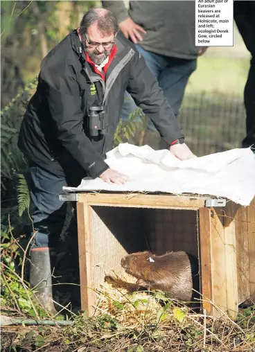  ??  ?? BUMBLING OUT
An adult pair of Eurasian beavers are released at Holnicote, main and left; ecologist Derek Gow, circled below