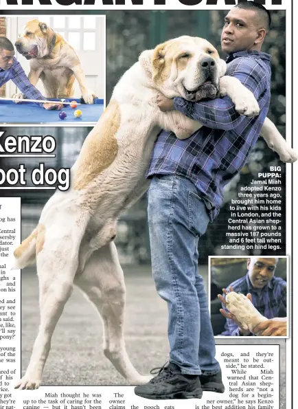  ?? ?? BIG PUPPA: Jamal Miah adopted Kenzo three years ago brought him home to live with his kids in London and the Central Asian shepherd has grown to a massive 187 pounds and 6 feet tall when standing on hind legs.