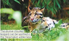  ??  ?? The elusive clouded leopard can be spotted in the Deramakot wilderness.