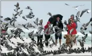  ?? DEVON RAVINE/NORTHWEST FLORIDA DAILY NEWS VIA AP ?? A group of people watch as a pigeons spooked by a dog take flight on the beach at Okaloosa Island near Fort Walton Beach, Fla., on Friday, Oct. 18. With Tropical Storm Nestor brewing in the Gulf of Mexico, curious onlookers in this Florida panhandle community came out to see the effects of the storm as it approached.