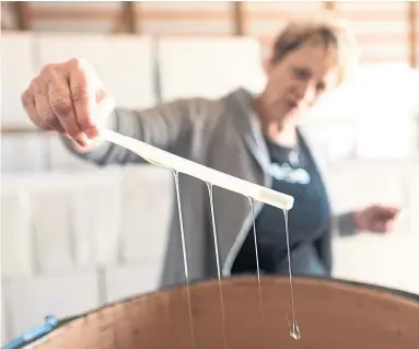  ?? MICHAEL BELL THE CANADIAN PRESS ?? Honey drips from a stick held by Vickie Derksen at Prairie Bee Meadery near Caron, Sask.