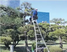  ??  ?? Gardeners prune pine trees in Hamarikyu Garden in Tokyo on a tripodprun­ing ladder (also called an orchard ladder). The garden was originally planted by the shogun Tokugawa in the downtown Chou district.