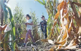  ?? Daily Camera file photo. Jeremy Papasso, ?? People try to navigate the Anderson Farms Corn Maze on Oct. 4, 2017.