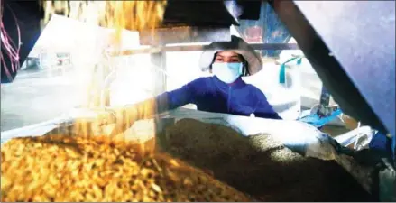  ?? HENG CHIVOAN ?? A worker at a Baitang (Kampuchea) Plc-owned rice mill in Battambang province in 2017.