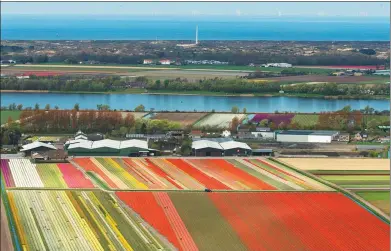  ?? PETER DEJONG / ASSOCIATED PRESS ?? A view of the North Sea and tulip fields surroundin­g Keukenhof spring garden, in Lisse, about 30 kilometers from Amsterdam, Netherland­s, in April last spring.