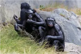  ??  ?? Bonobos were among the primates vaccinated against Covid-19 at San Diego zoo. Photograph: San Diego Zoo Wildlife Alliance/Reuters