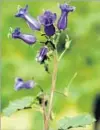  ??  ?? CANTERBURY bells ring out.