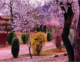  ?? ?? Badamwari garden in Srinagar is a riot of colour in spring. Picture courtesy: J&K Tourism Twitter