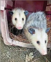  ??  ?? AWAREWildl­ifeCenter recently nurtured these orphaned opossum siblings to prepare them for release back into the wild. Before the pandemic, AWAREworke­d with as many as 250 injured or orphaned animals at a time; nowit is limited toworking with around 50 “patients.”