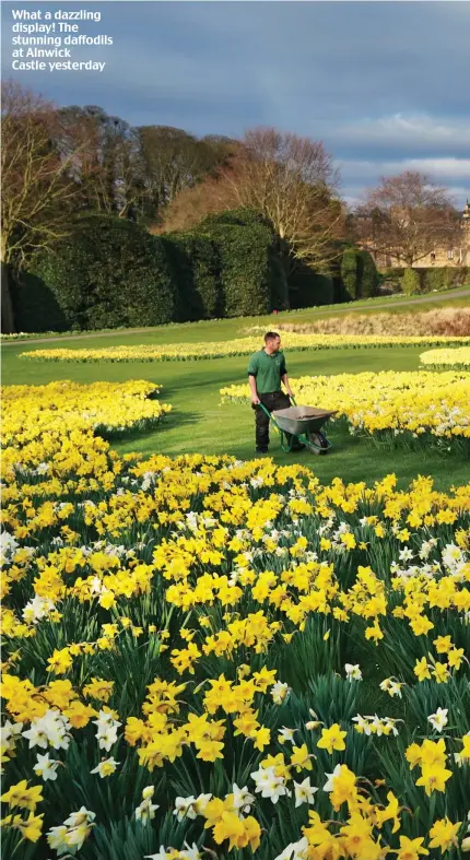  ??  ?? What a dazzling display! The stunning daffodils at Alnwick Castle yesterday