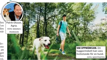  ?? FOTO: MAGNUS PEHRSSON FOTO: MOSTPHOTOS ?? Patrik Olsson, Agria.
Ett huggormsbe­tt kan vara livshotand­e för en hund.
Koksaltlös­ning för sårtvätt och ögonsköljn­ing med
(normaltemp 38,0-39,0 grader)