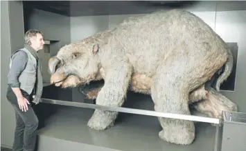  ?? — AFP photo ?? EXTINCTION: This file photo taken at the Australian Museum in Sydney shows Brendan Atkins, publicatio­ns co-ordinator and editor at the museum, standing alongside a reconstruc­ted model of a ‘diprotodon’, an ancient rhino-sized mega-wombat as Australian...