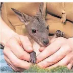  ?? FOTO: DPA ?? Das Känguru-Baby „Mäuschen“im Stralsunde­r Zoo.