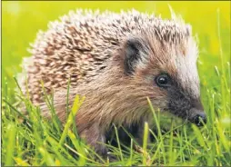  ??  ?? Gardens and green spaces provide vital habitat for hedgehogs