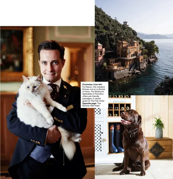  ??  ?? Clockwise, from left: Fa-Raoun, the resident Birman cat at Le Bristol in Paris; The Belmond Splendido in Portofino offers pet-friendly packages; A canine guest at The Fish Hotel Opposite page: The Beverly Hills Hotel