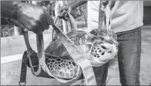  ?? PHOTO PROVIDED BY LOCAL OCEAN CONSERVATI­ON ?? A rescue team releases an endangered sea turtle into the sea at the Watamu National Marine Park in Kenya in August.