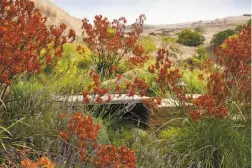  ??  ?? Kate Stickley of Arterra Landscape Architects equipped the garden of this Tiburon home, above, with swales to divert rain runoff from the house. Grasses slow the flow, allowing water to percolate into the soil. Left: A 6-foot bluestone slab spans a...