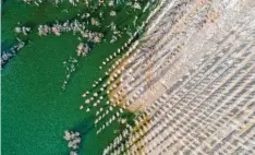  ?? Foto: Ding Lei, XinHua/dpa ?? Damit sich die Wüste Gobi in China nicht weiter ausbreitet, werden Millionen Bäume gepflanzt.