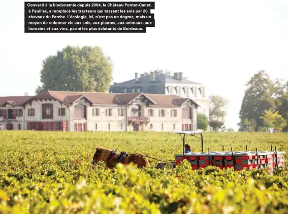  ??  ?? Converti à la biodynamie depuis 2004, le Château Pontet-canet, à Pauillac, a remplacé les tracteurs qui tassent les sols par 20 chevaux du Perche. L'écologie, ici, n'est pas un dogme, mais un moyen de redonner vie aux sols, aux plantes, aux animaux, aux humains et aux vins, parmi les plus éclatants de Bordeaux.