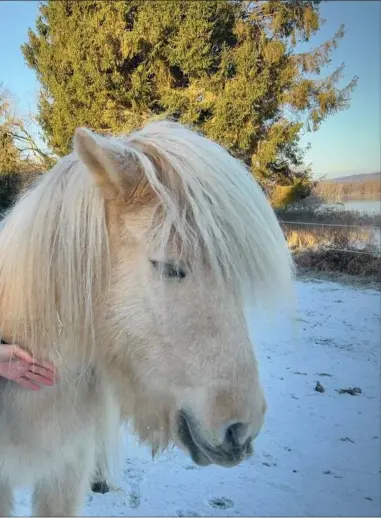  ?? ?? Christina Gundgaard Pedersen er stadig vild med hestekraef­ter, men nu er det uden benzin. Hun elsker at ride og har sammen med kaeresten Sidsel tre islaendere. Foto: Grethe Bo Madsen