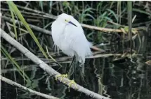  ?? LAURENT LEGER PHOTO ?? A snowy egret shows why it’s ‘the bird with the golden slippers.’