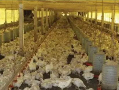  ?? ?? Governo do Peru confirmou três casos de gripe aviária H5N1