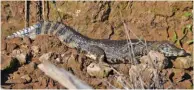  ??  ?? Izquierda: yacaré tomando sol al pie de una barranca. Derecha: una gran curiyú calentándo­se al sol del mediodía.