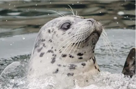  ??  ?? A seal looks for a meal at Fisherman’s Wharf in Victoria in April 2017, before a crackdown on feeding them there.