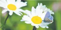 ?? Pic: Amy Lewis ?? Guest writer Emma Auton-Green Right, oxe-eye daisies with the common blue butterfly