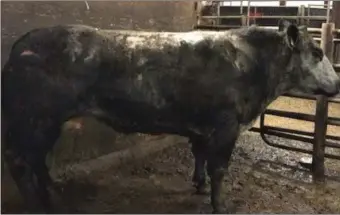  ??  ?? BBX Heifer, 620kg, sold for €2,140 at Gortatlea Mart recently.