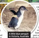  ??  ?? A little blue penguin in Victoria, Australia
