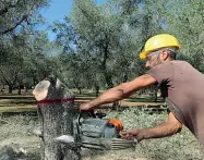  ??  ?? I tagliUno momento degli abbattimen­ti degli ulivi salentini colpiti dalla Xylella