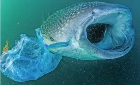  ??  ?? At risk: A whale shark almost swallows a bag in the Gulf of Aden