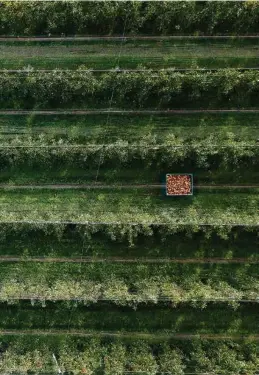  ?? (GIAN EHRENZELLE­R/KEYSTONE) ?? pour réduire les traitement­s et les résidus de fongicides dans les fruits.