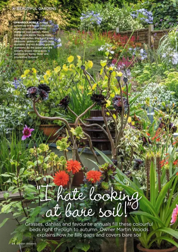  ??  ?? UPWARDLY MOBILE Jostling perennials and tender container plants provide colour in this sheltered town garden. Plants include pink dahlia ‘Gerrie Hoek’, blue agapanthus, black and green aeoniums, spikes of eucomis ‘John Huxtable’ and red Begonia grandis evansiana. By the upper lawn are sedums, teasels and grasses pennisetum ‘Karley Rose’ and miscanthus ‘Cabaret’