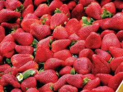  ??  ?? STRAWBERRI­ES. Strawberri­es are an excellent source of vitamin C and manganese and a very good source of fiber. They are known to provide heart protection, as well as anticancer and anti-inflammato­ry components.