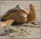  ?? WAYNE PARRY — THE ASSOCIATED PRESS ?? A turtle crawls through the sand on its way to the ocean in Point Pleasant Beach, N.J. on Tuesday after being released by a group that rehabilita­ted it.