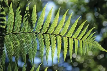  ??  ?? Ferns are non-flowering vascular plants that reproduce through spores.
“As a young botanist, I have had a problem with research funding since basic research was given low priority for funding,” he said.
Unswayed by this setback, Dr. Amoroso still managed to conduct research projects even without honorarium by using other means to get him his grants.
“I survived by preparing good proposals and by simply asking for supplies and materials from our university research director,” the NAST academicia­n said.
He added that partly subsidizin­g his transporta­tion expenses during field trips also helped him save up what he can so he may conduct his research.
Fortunatel­y, as his research began to be recognized both locally and internatio­nally, Dr. Amoroso realized that getting funds was no longer a problem.
Dr. Amoroso shared that he has managed to obtain funding from different institutio­ns like the Department of Science and Technology (DOST), the Philippine Council for Agricultur­e, Aquatic, and Natural Resources Research and Developmen­t (PCAARD), the Department of Agricultur­e, and more.
However, his problem now is how to tap faculty members who are excellent researcher­s since most of his research team are experienci­ng an overload in their teaching responsibi­lities.
Dr. Amoroso dreams of completing the discovery and research on the flora of Mindanao through collaborat­ions and multi-institutio­nal approaches that include both Philippine and internatio­nal botanists.
The informatio­n on Dr. Victor Amoroso was discussed by Dr. Rosario Rubite, a specialist in begonia plants, during the 5th Internatio­nal Symposium of the Philippine Native Plants Conservati­on Society Inc. held last November 2019 at the University of Santo Tomas.
Rubite acknowledg­ed botanists like Amoroso and more to show that despite the many challenges in their career, there are still various opportunit­ies and rewards as botanists and one of these is expanding the collective knowledge in local flora.