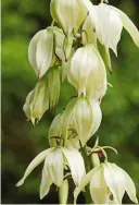  ?? ?? Establishe­d yuccas can produce tall, spectacula­r flower spikes