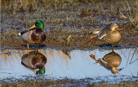  ??  ?? Herald reader Jacki Gordon writes: ‘Two ducks. The female showing off her ballet moves, the male not interested. Taken on the Cathkin Braes.’
We welcome submission­s for Picture of the Day. Email picoftheda­y@theherald.co.uk